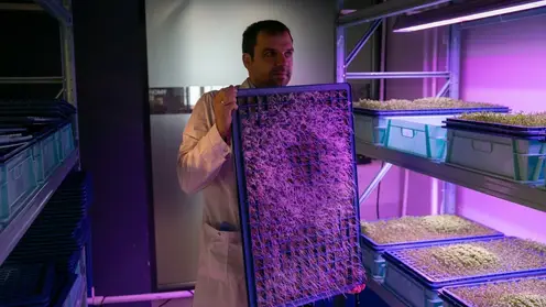 Ученые СФУ вырастили урожай микрозелени без использования грунта