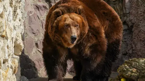 В лесосибирском посёлке медведь повредил могилы на кладбище