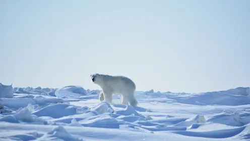Нейросеть насчитала почти 180 белых медведей на Медвежьих островах в Якутии