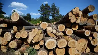 В Иркутской области злоумышленники незаконно вырубили деревья на 4 млн рублей 