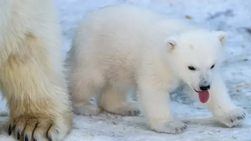 Родившихся в 2022 году в Новосибирске белых медвежат назвали Белка и Стрелка