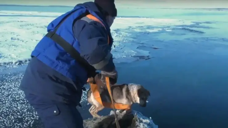 Спасатели достали со льдины домашнюю собаку под Дивногорском