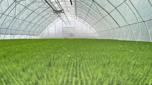 Две мини-теплицы для выращивания сеянцев построят в лесничествах Красноярского края в 2024 году
