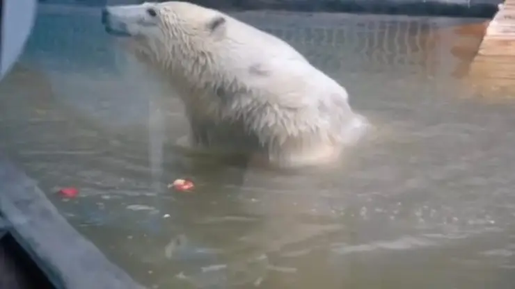 Травмированный белый медведь Диксон впервые искупался в бассейне