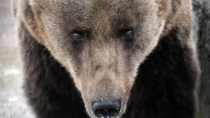 В Большемуртинском районе медведь задрал лесничего