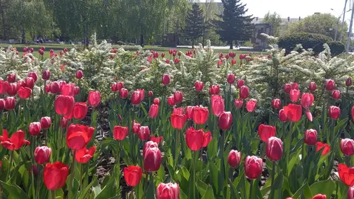 Этим летом более 300 тысяч цветов украсят улицы и скверы Барнаула
